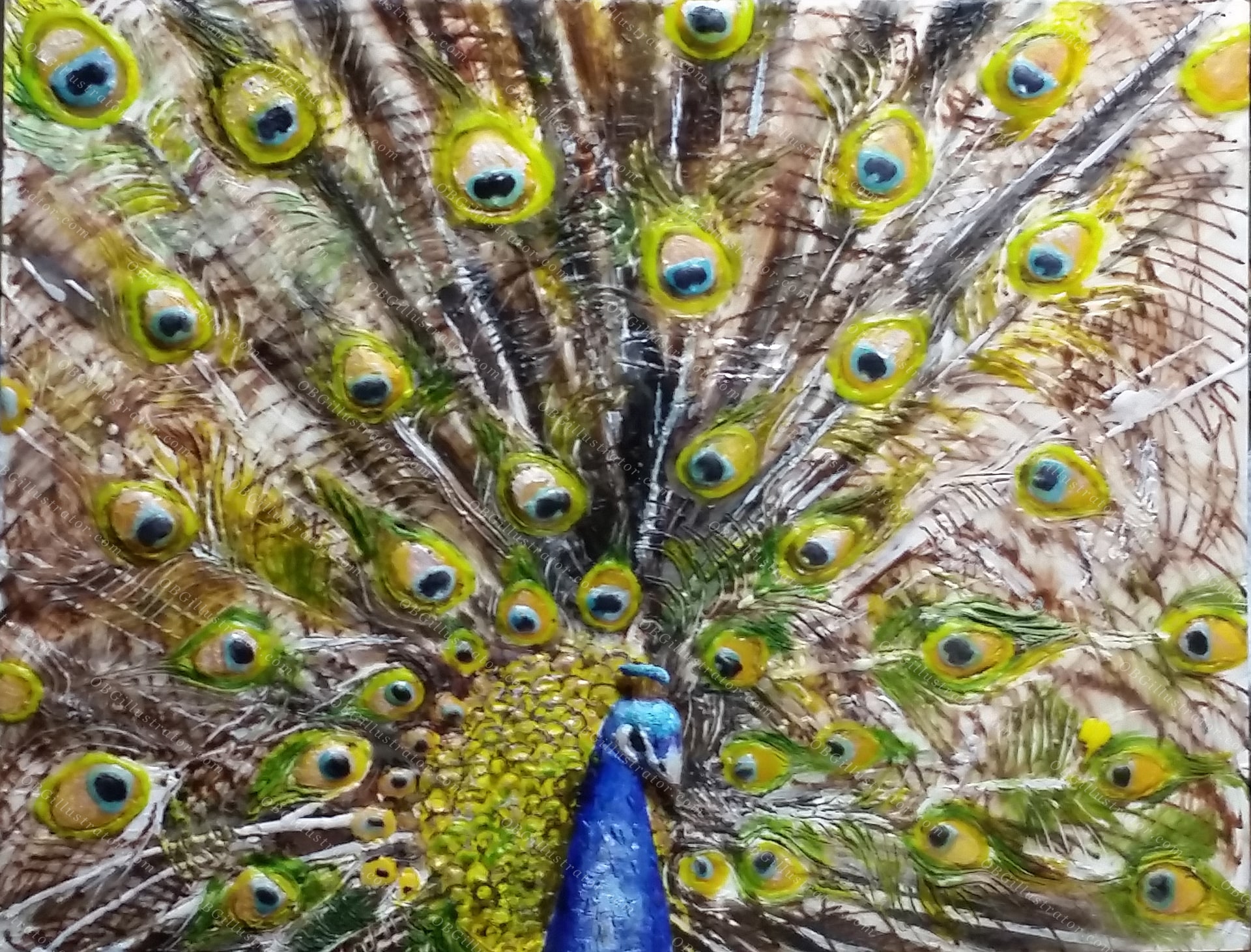 Peacock on Display