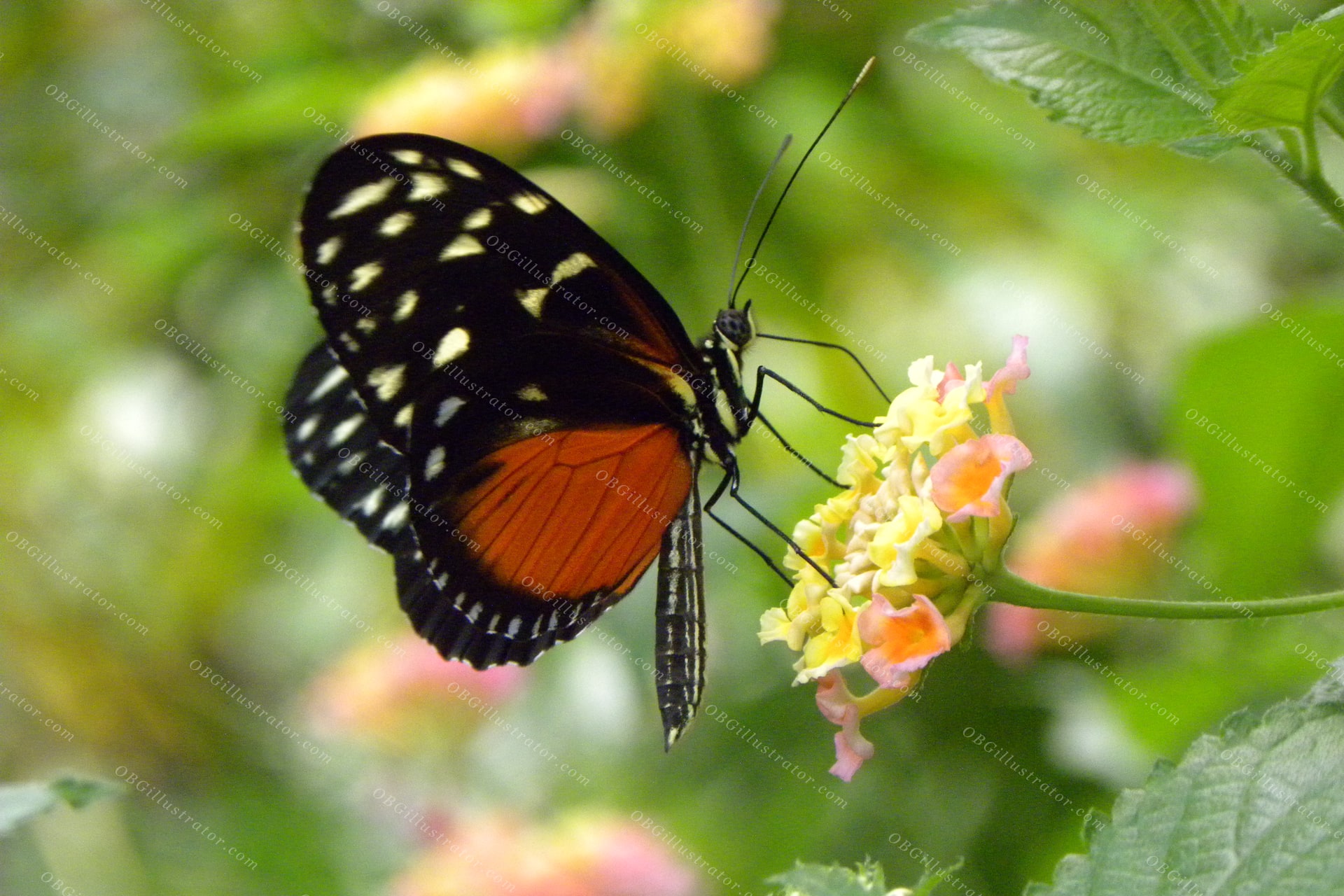 Crimson Patch Longwing On Lantana