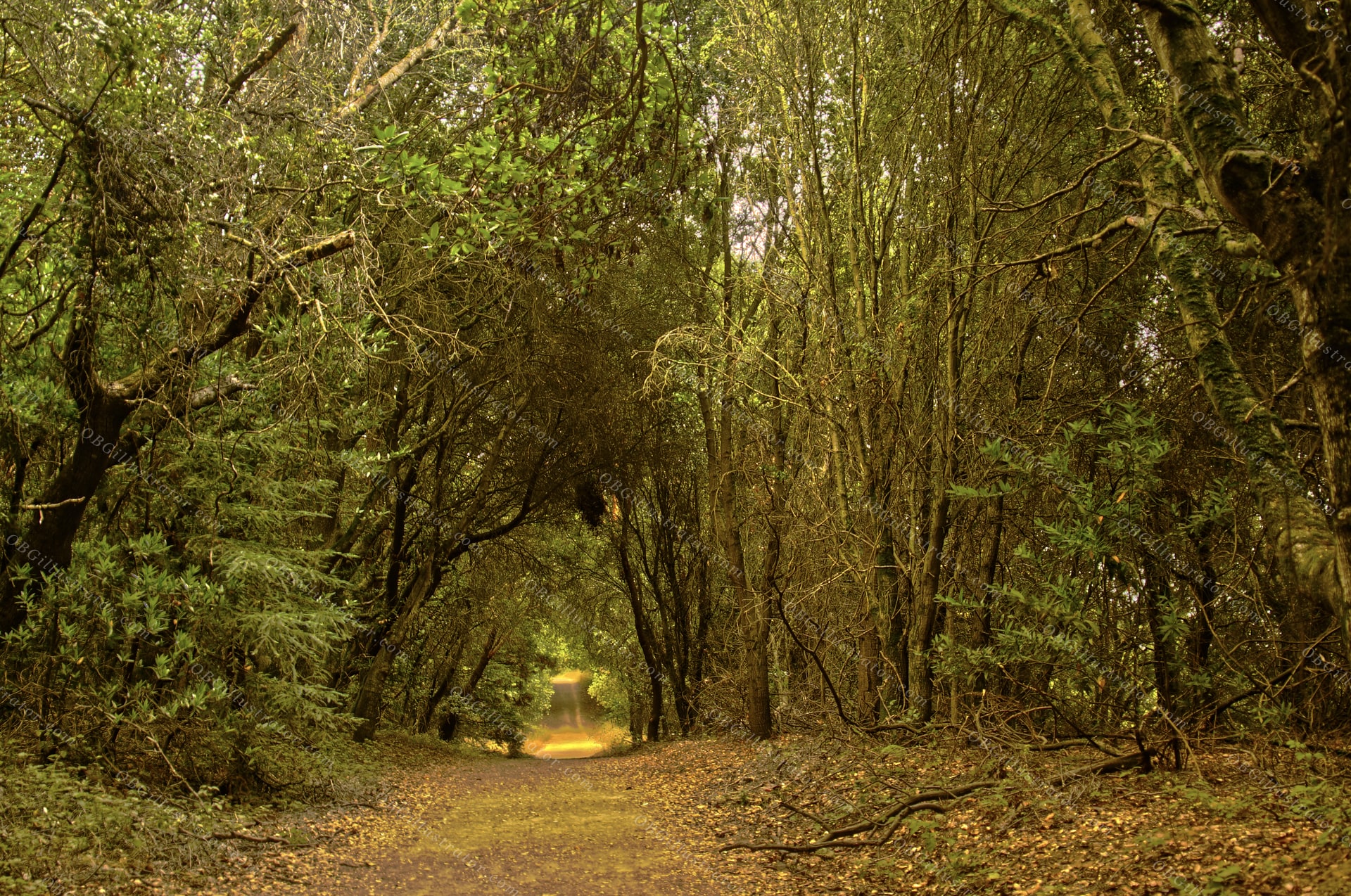 Path Beneath The Annular Sun