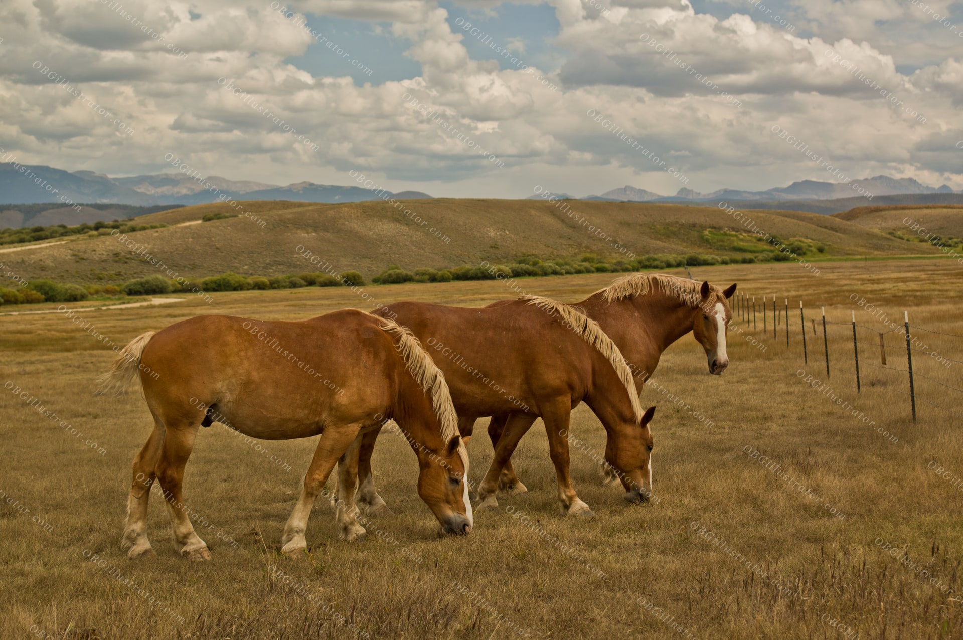Prairie Giants
