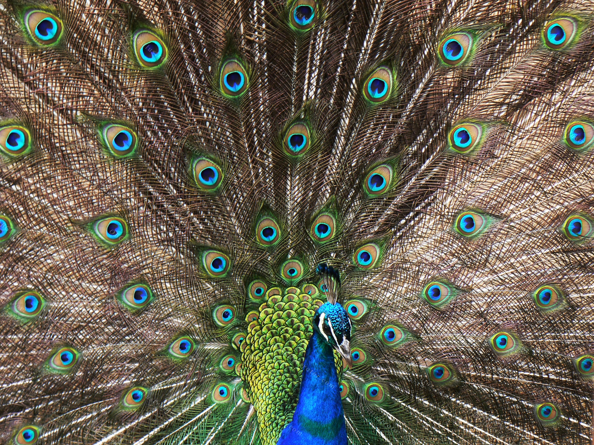 Royal Display