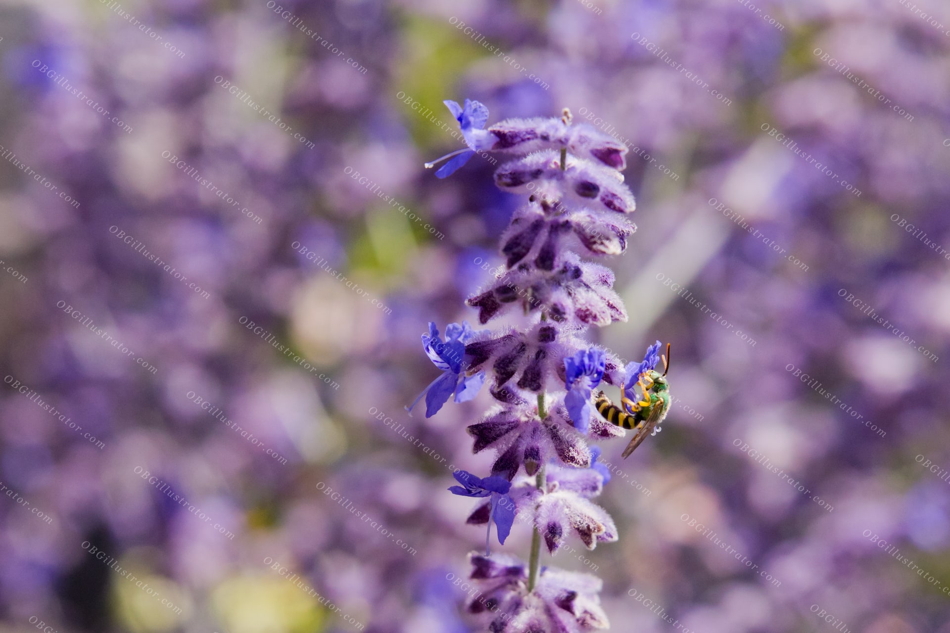 Sweat Bee On Russian Sage