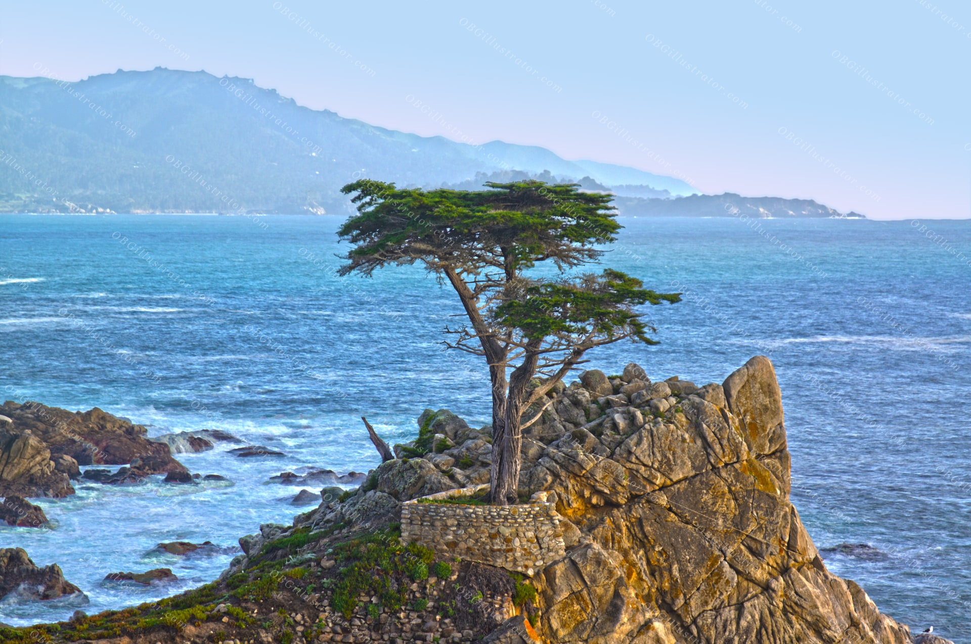 The Lone Cypress