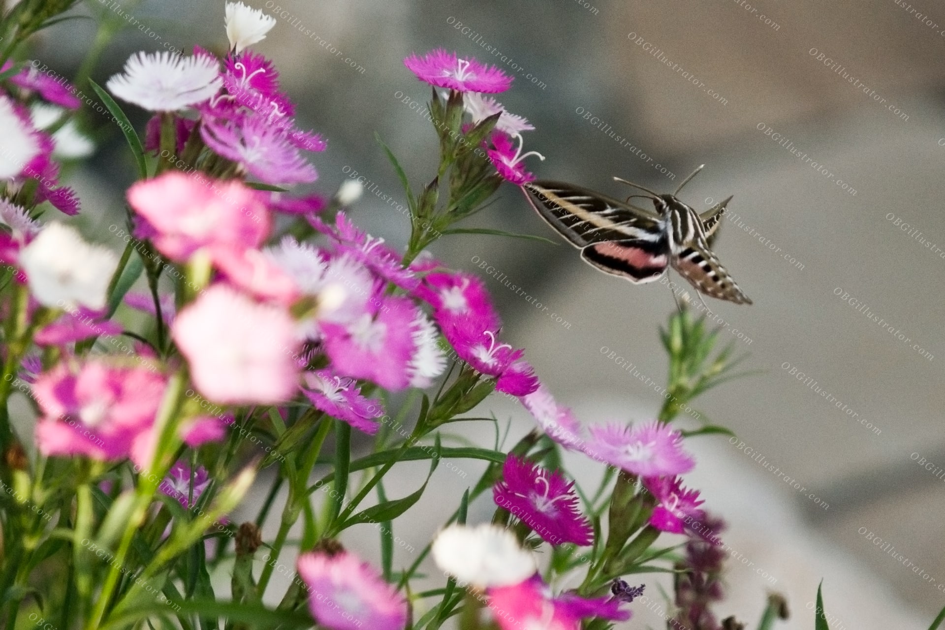 White Lined Sphinx Among Sweet Williams