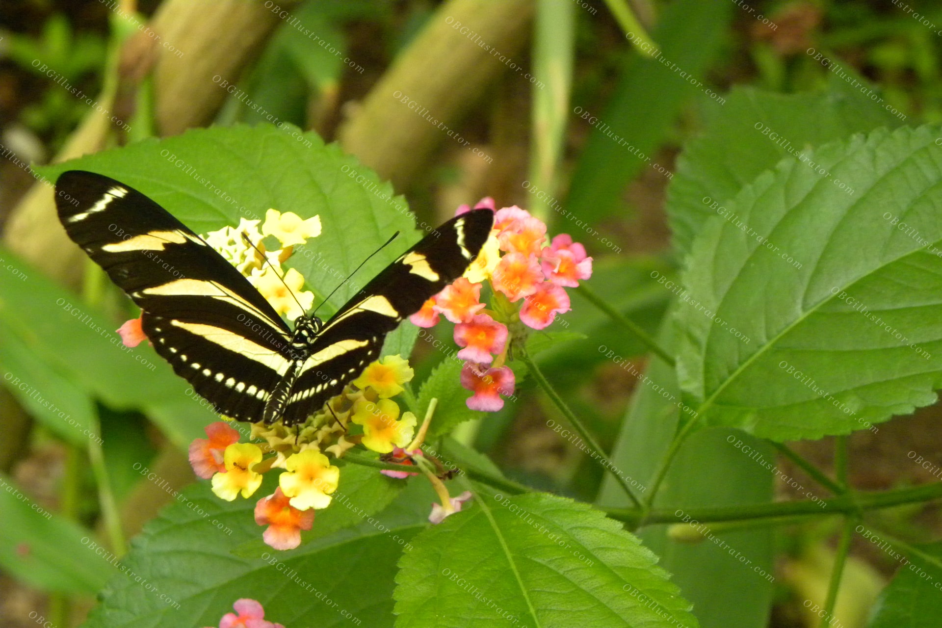 Zebra Longwing On Lantana